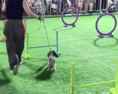 【動画】中国人によるワンちゃんの障害物競走、何かがおかしい(´･_･`)