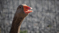 ガチョウの火災報知器。大声で鳴き、飼い主に火事を知らせる