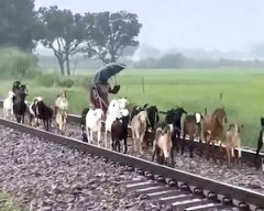 【動画】インドでヤギ飼いに連れられたヤギたちが電車にはねられてしまう事故(´･_･`)