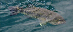 【悲報】「バス釣り」←ガチでブーム終わってね？？・・・・・・・・・