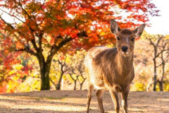 【悲報】奈良県(人口126万人)←率直な印象・・・・・・・・・