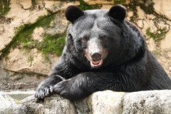 【閲覧注意】女さん、クマに目を潰される・・・・・・・・(※画像あり)