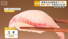 【画像】寿司ネタの救世主！「スギ」養殖も安定、水温30℃でもOKで成長早く美味しい🐟