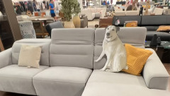 愛犬にピッタリのソファを探すため、等身大のパネルを持参し店内へGO！