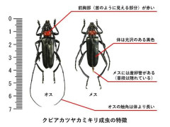 【朗報】クビアカツヤカミキリ、１匹駆除で千円の報奨金！無職は虫取りに行け！【神奈川県松田町】