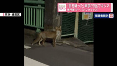 【画像】練馬区でキツネが目撃される