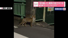 【悲報】東京にキツネ🦊現る東京が野生に還りつつある