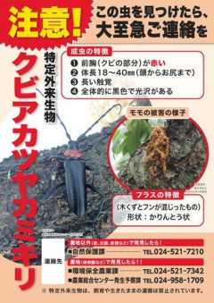 【朗報】クビアカツヤカミキリ1匹駆除で1000円！無職さんは虫取りに行けｗｗｗｗｗｗｗｗｗｗ