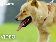 外国人「日本のシバ犬、モンキーを追い払う」BBC Earthが野生の日本を紹介してる