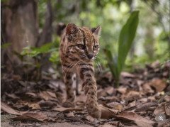 ネコの新種を南アメリカで発見　ティルカヨと名付けられる