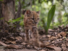 ネコの新種、100年以上ぶりに発見される！可愛すぎるだろ！！