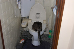 【画像】 最近トイレに通うようになったと思ったら発見！【再】