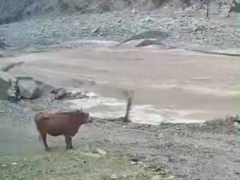【これは凄い】 1頭の牛が激流の川を渡ろうとしていた。橋はない。どうするの？ → 賢い牛はこうします…