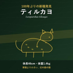【朗報】ネコの新種、100年以上ぶりに見つかる