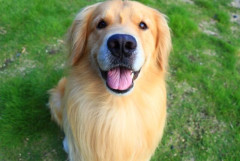 【動画】人懐こすぎる犬、侵入してきた空き巣に遊んでとせがむ