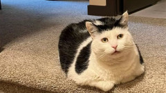 ガンを克服した保護猫に、世界中からペイントされた石が届き続ける理由