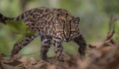 ネコの新種、100年以上ぶりに発見される。　南米ボリビアの山林で　新種は「ティルカヨ」と名付けられる