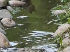 可愛い子が小川を覗き込んでいた。流れる落ち葉を見ているのかな？ → 違いました…