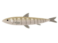 【広島】存在しないはずの魚1万匹が大量死、ダム湖で起きたミステリー
