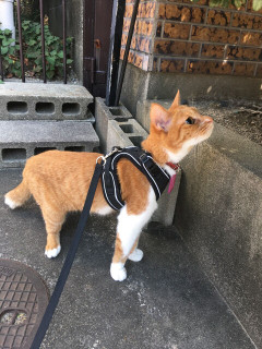 義兄嫁がうざい。バツ１の義兄に子供がいることは知ってて結婚したはずなのに、「養育費払いすぎ。面会のたびに外食する費用がばかにならない」と文句を言うので、義両親が・・・