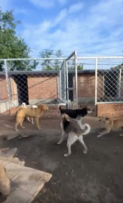 【動画】犬の王、現るｗｗｗｗｗｗｗｗｗｗｗｗｗｗｗｗｗｗ