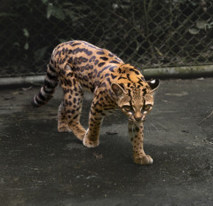 【大発見】現生ネコ科で100年以上ぶりの新種発見　イエネコより小さい「ティルカヨ」、ボリビアの雲霧林に生息