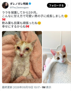 【画像】ダレノガレ明美に保護された野良猫、幸せそうな余生を送る