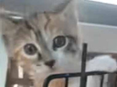 子ネコをはじめて病院に連れて行く。何かを察したのかな？ → 子猫は自分でこうします…