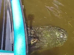 透明カヤックの真横に“フロリダの湖のトカゲ（たぶん）”こと大ワニがぬっと浮上【海外の反応】