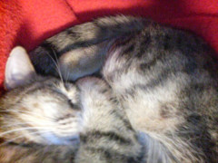 無防備な寝顔を見られたくないと言う、猫なりの防御方法ｗｗｗ【再】