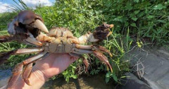 【動画】蟹さん、むごい方法で料理されてしまう