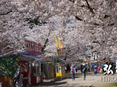 外国人「桜が大好き！」Ninja Walkingが弘前の桜を散策してる