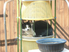 今まで５野良にゃんが出入りしていた。内２にゃんは冬場にキャットホテルにご滞在。新顔の鉢割れ出現。【再】