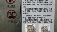 【衝撃】「何度も言っていますが、猫が乗るのでエレベーターのドアを開けないでください。」　→監視カメラでまさかの真相を知る