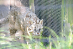 井の頭自然文化園でヤマネコ見てきた。【再】