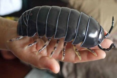 ダンゴムシ飼育を流行らせたいワイがダンゴムシをポケモン風に解説していくで