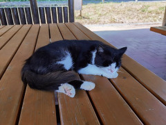 マルチーズの散歩をしていたら・・・おばさん「かわいいわねー＾＾」私「ありがとうございます」おばさん「（ハッとして突然泣き出し）この子はうちのプリンちゃん！お願い返して！」