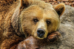 街にヒグマが来てるのに『射ｻﾂ反対！』とか抗議してる奴らはなんなの？射ｻﾂ以外で退治できるのかよ。麻酔撃てば眠ると思ってる奴はコナン見すぎでしょｗｗｗｗ….