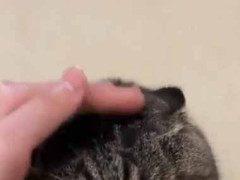床にまるっこい毛玉がいた。これは可愛いフクロウですね → 違います…