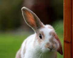 ウサギを飼ってる人にウサギ肉だと言わずに食べさせた。知人「私はウサギを飼ってるんだよ！？あんなに可愛い動物を料理するなんて野蛮だ！」　私は鳥を飼っていても唐揚げとか焼き鳥を食べてたけど….？