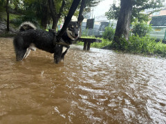 イッヌ「ごしゅじん♪ごしゅじん♪🌀台風すごいですね🐶 」→
