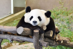 白浜町、結局🐼無しで観光客増加www町長「数字は嘘をつきません」
