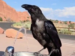 カラスが水をねだりに来たので水飲み場のボタンを押してやる、気温38℃のアメリカ【海外の反応】