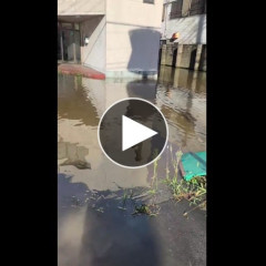 【動画】千葉県、一晩明けても水没してる……