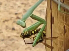 両手に1匹ずつハチをつかんだカマキリ「ほら、そこでキスして」【海外の反応】