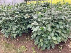 おじさんだけど 枝豆のコロッケ 作った【台風】（※画像あり）