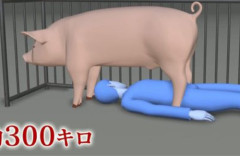 養豚場で豚の予防接種をしていた22歳男性、300キロの豚の下敷きになり窒息死…