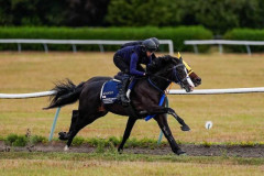 【競馬】マスカレードボールは天皇賞・秋へ向かう見通し