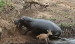 【閲覧注意・動画】カバさん、圧倒的パワーでシカを襲うオオカミの群れを捻じ伏せる