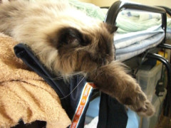 うちのネコの寝相  横から、上から、前から【再】